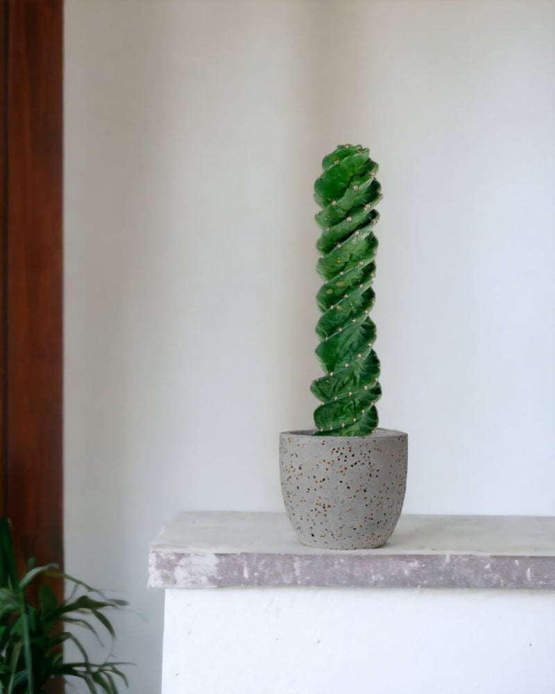 Tornado Cactus - little egg pot - grey - Just plant - Tumbleweed Plants - Online Plant Delivery Singapore