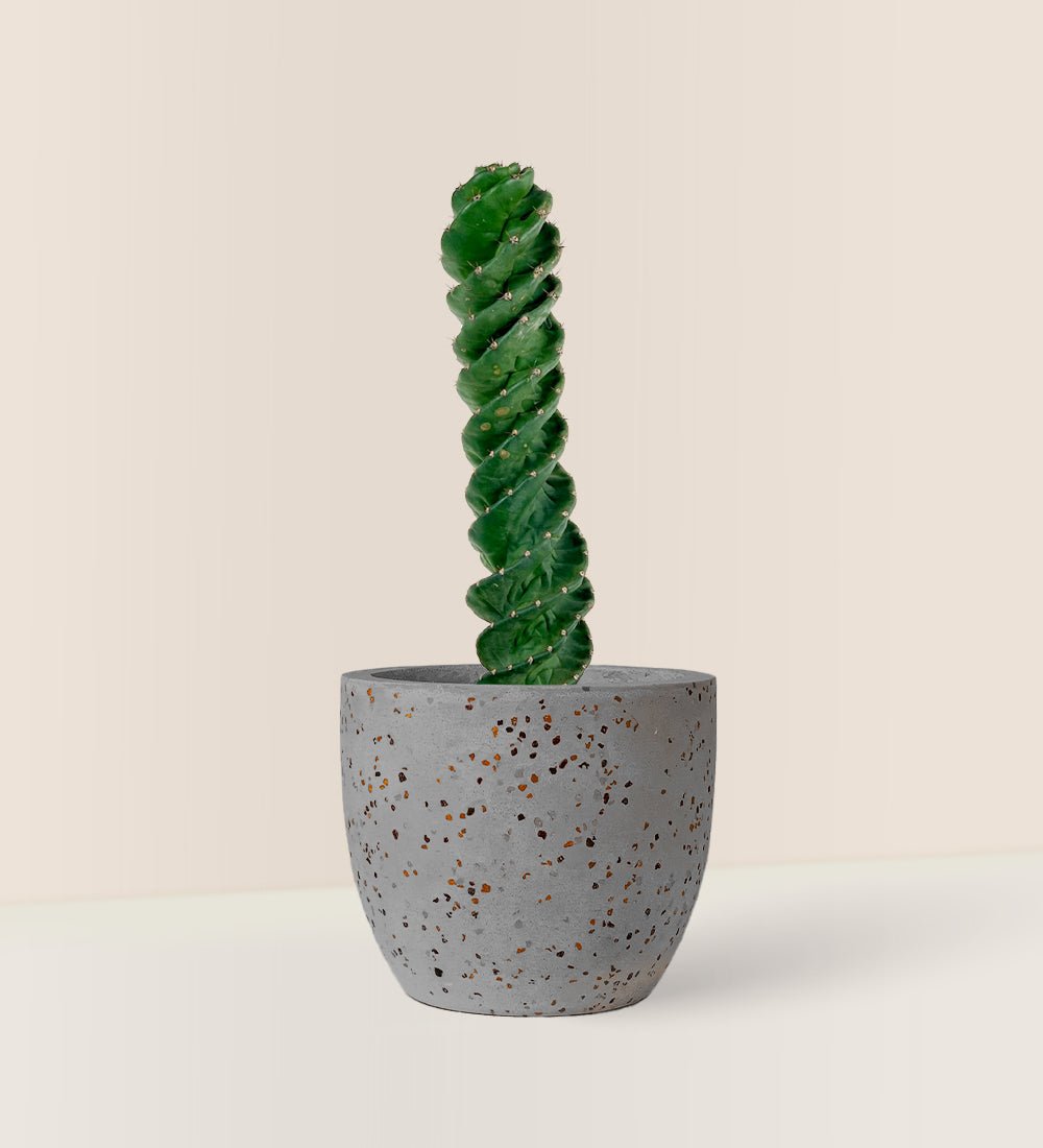 Tornado Cactus - little egg pot - grey - Just plant - Tumbleweed Plants - Online Plant Delivery Singapore