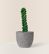 Tornado Cactus - little egg pot - grey - Just plant - Tumbleweed Plants - Online Plant Delivery Singapore