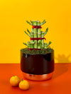 Tower Lucky Bamboo - Gifting plant - Tumbleweed Plants - Online Plant Delivery Singapore