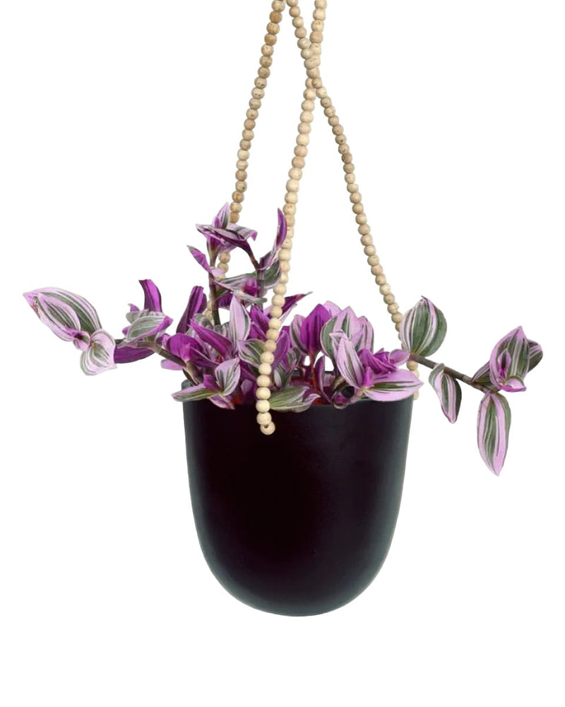 Hanging Tradescantia Nanouk paired with ungasan planter - dusk