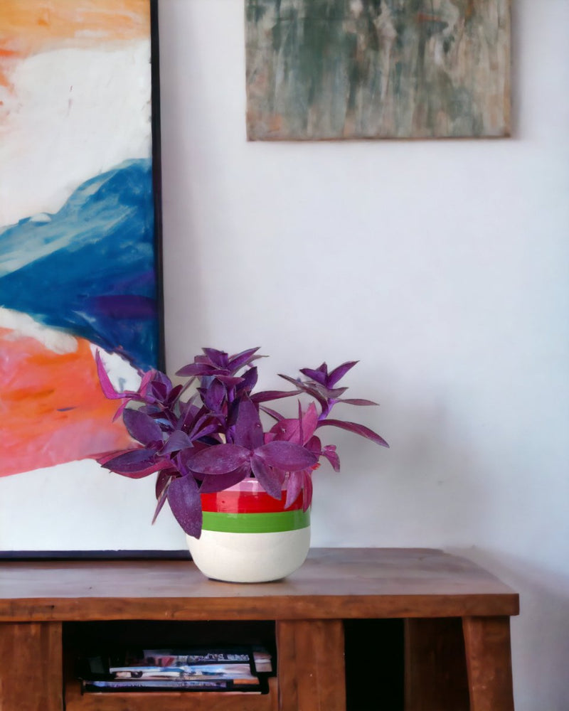Tradescantia Pallida - poppy planter - ariel - Just plant - Tumbleweed Plants - Online Plant Delivery Singapore