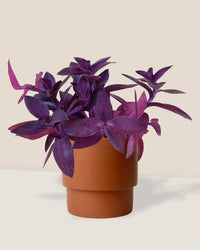 Tradescantia Pallida - plinth pot - chestnut/large - Just plant - Tumbleweed Plants - Online Plant Delivery Singapore