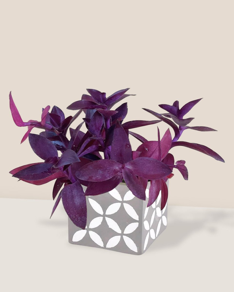 433★ローズ鉢purple モルタル雑貨　（お任せ植物付き）433 Tradescantia Pallida - Tumbleweed Plants