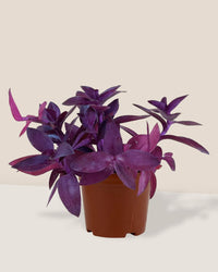 Tradescantia Pallida - grow pot - Just plant - Tumbleweed Plants - Online Plant Delivery Singapore