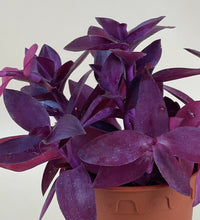 Tradescantia Pallida - grow pot - Just plant - Tumbleweed Plants - Online Plant Delivery Singapore