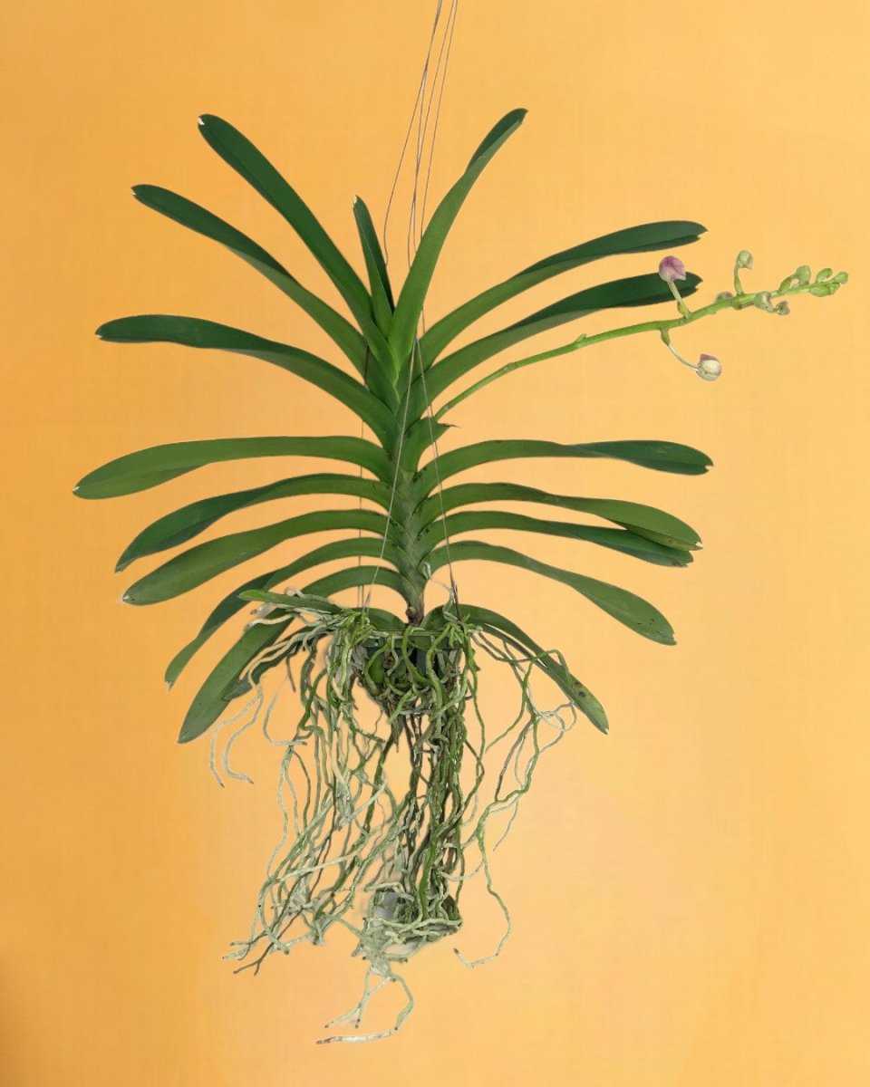 Vanda Orchid - Potted plant - Tumbleweed Plants - Online Plant Delivery Singapore
