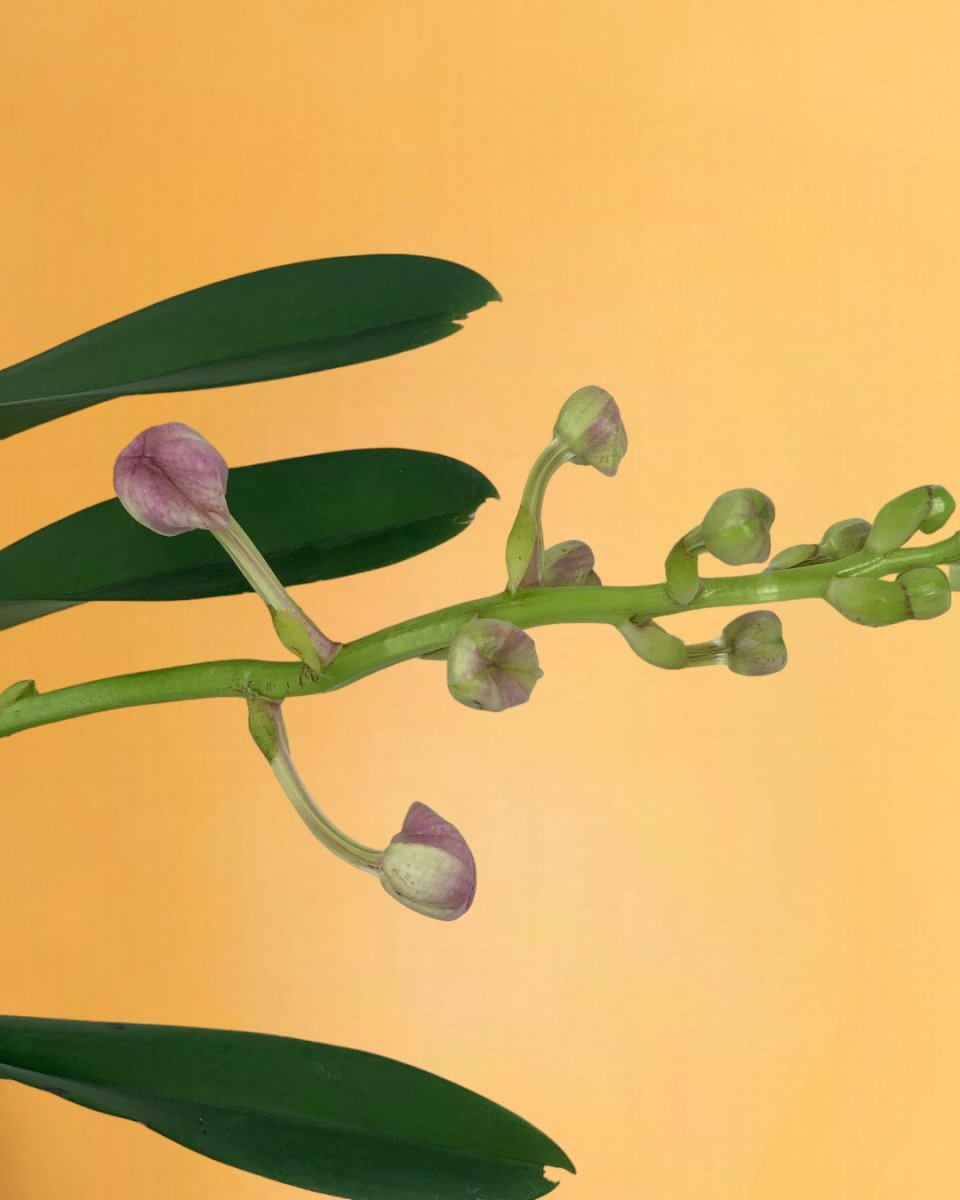 Vanda Orchid - Potted plant - Tumbleweed Plants - Online Plant Delivery Singapore