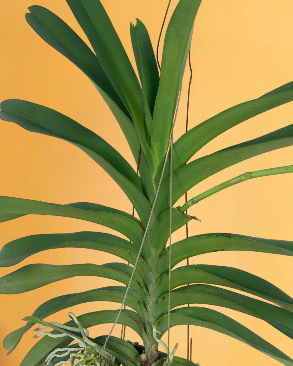Vanda Orchid - Potted plant - Tumbleweed Plants - Online Plant Delivery Singapore