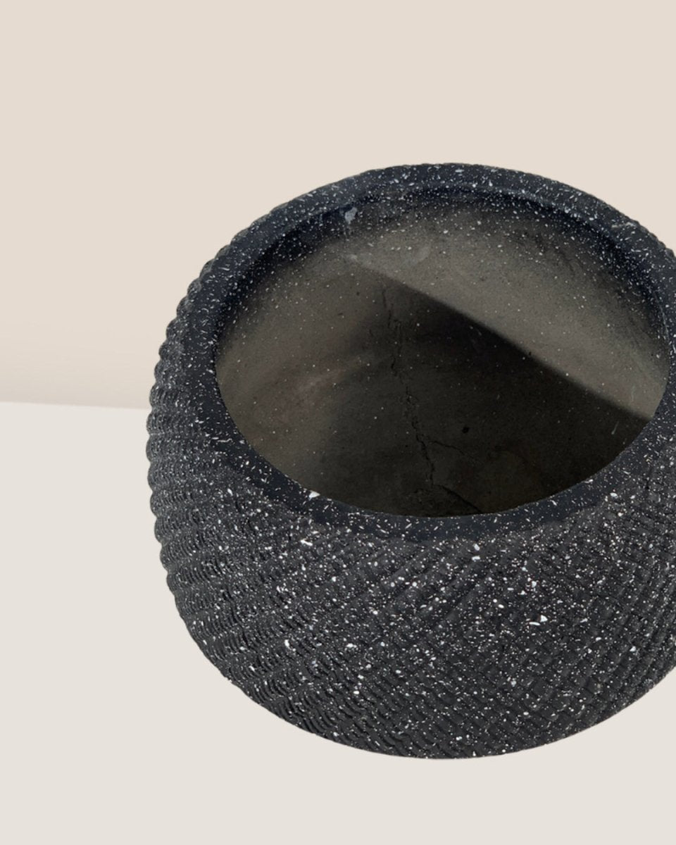 Vanga Ceramic Planter - black - Pots - Tumbleweed Plants - Online Plant Delivery Singapore