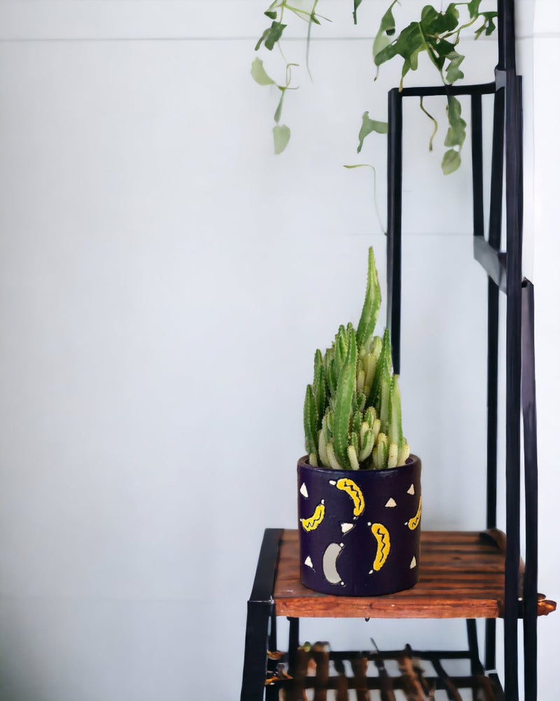 Variegated Fairy Castle Cactus - banana pot - Potted plant - Tumbleweed Plants - Online Plant Delivery Singapore