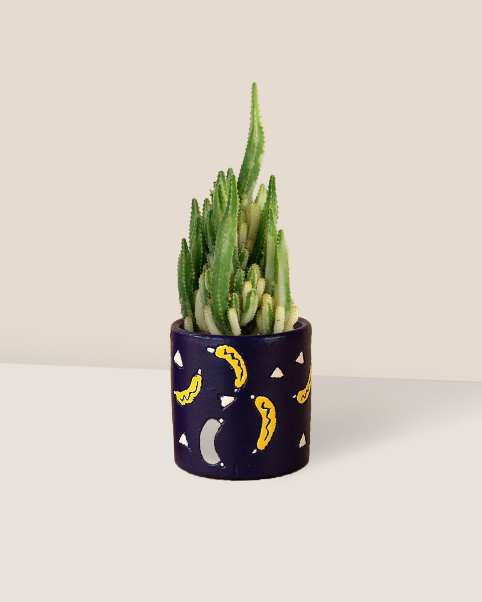 Variegated Fairy Castle Cactus - banana pot - Potted plant - Tumbleweed Plants - Online Plant Delivery Singapore