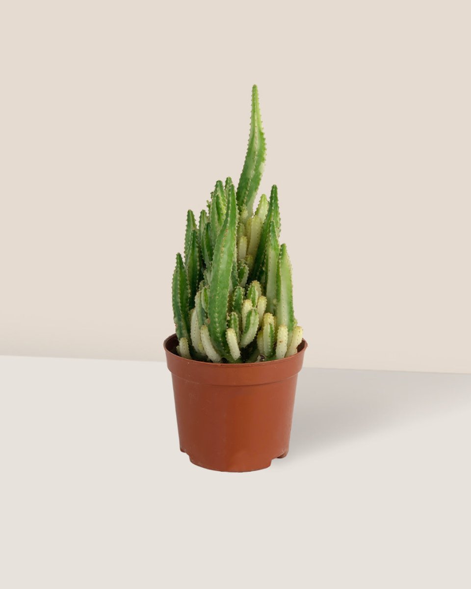 Variegated Fairy Castle Cactus - grow pot - Potted plant - Tumbleweed Plants - Online Plant Delivery Singapore