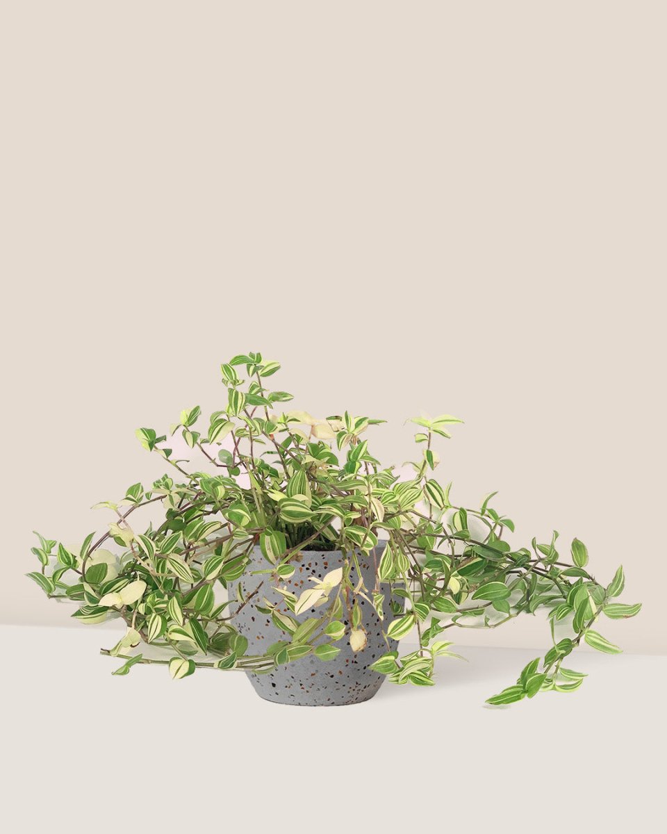 Variegated Wandering Jew paired with egg pot - small/grey