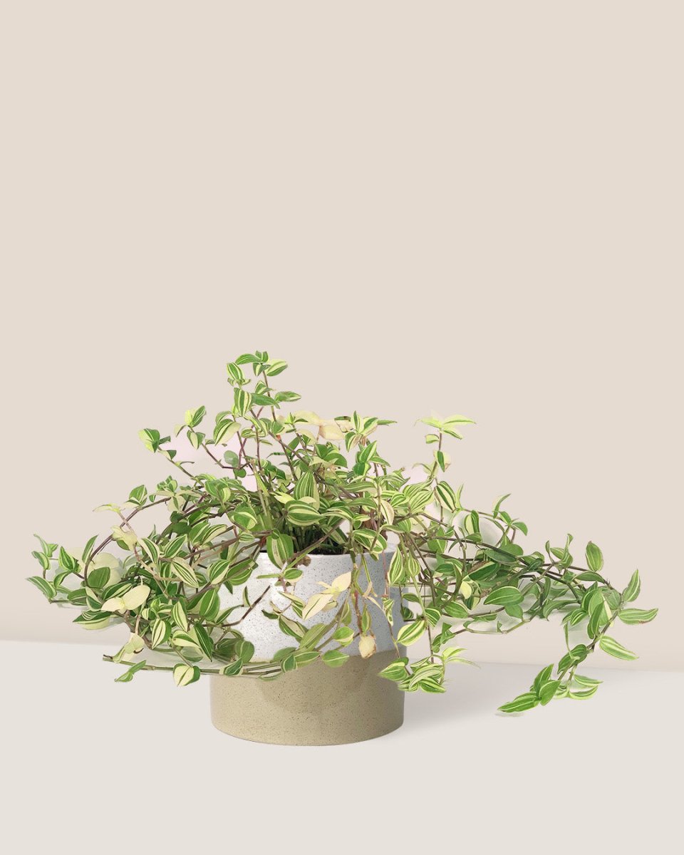 Variegated Wandering Jew paired with cream two tone pot