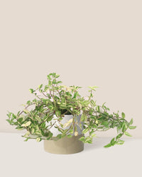 Variegated Wandering Jew paired with cream two tone pot