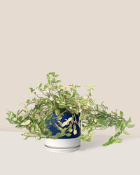 Variegated Wandering Jew paired with blue white two tone pot