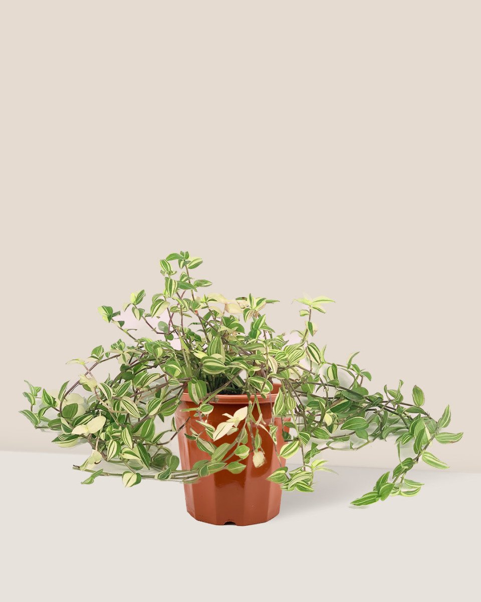 Variegated Wandering Jew in a grow pot