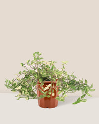 Variegated Wandering Jew in a grow pot