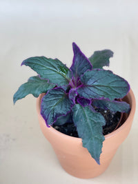Velvet Plant - Just plant - Tumbleweed Plants - Online Plant Delivery Singapore
