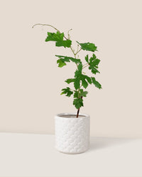 Vitis Vinifera - Grapes - scales planter - Potted plant - Tumbleweed Plants - Online Plant Delivery Singapore