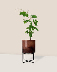 Vitis Vinifera - Grapes - glass stand - Potted plant - Tumbleweed Plants - Online Plant Delivery Singapore