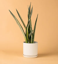 White Cylinder Pot