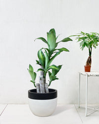 Large Dracaena Fragrans (Iron Tree) - 0.8 - 0.9m - Potted plant - Tumbleweed Plants - Online Plant Delivery Singapore