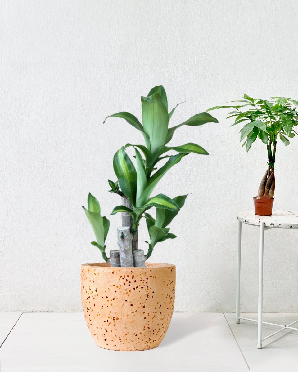 Large Dracaena Fragrans (Iron Tree) - 0.8 - 0.9m - Potted plant - Tumbleweed Plants - Online Plant Delivery Singapore