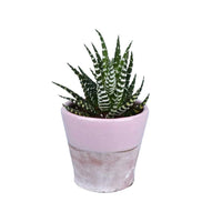 Zebra Plant - mini