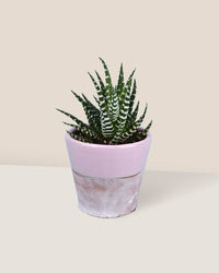 Zebra Plant paired with half glazed pots