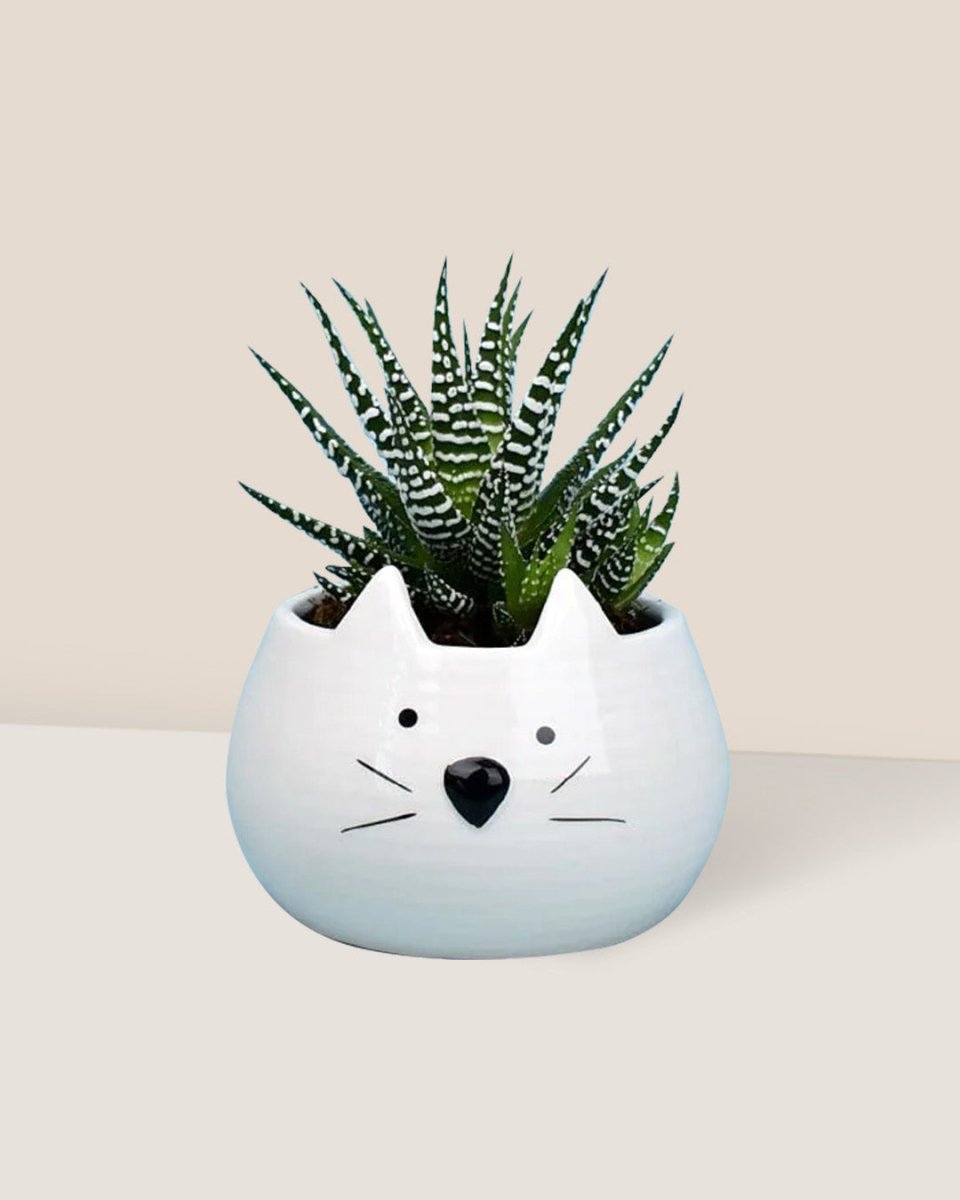 Zebra Plant paired with Kitty Planter