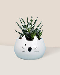 Zebra Plant paired with Kitty Planter