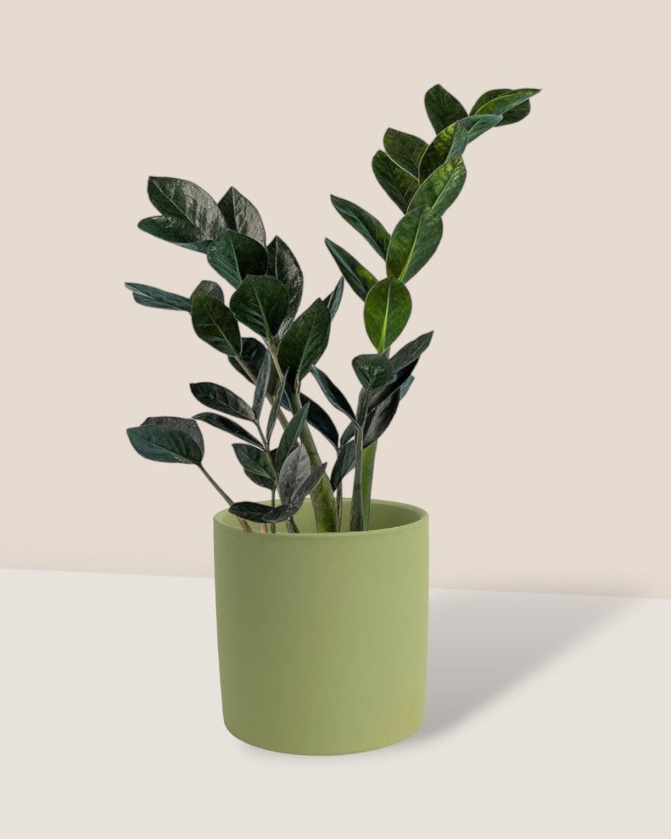 raven zz plant in planter ZZ Raven Junior