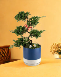 Abundance Juniper Bonsai Tree - blue white two tone pot - Gifting plant - Tumbleweed Plants - Online Plant Delivery Singapore