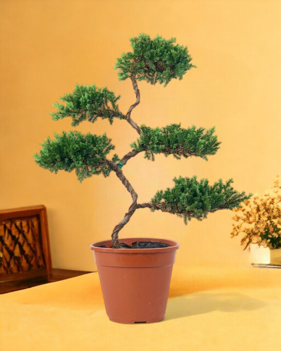 Abundance Juniper Bonsai Tree - grow pot - Gifting plant - Tumbleweed Plants - Online Plant Delivery Singapore