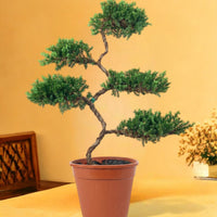 Abundance Juniper Bonsai Tree (5-tier)