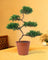 Abundance Juniper Bonsai Tree (5-tier)