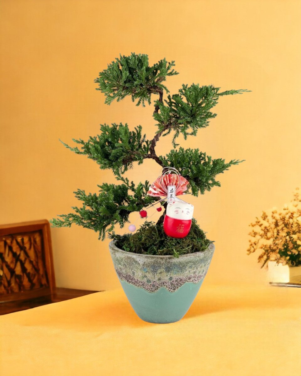 Abundance Juniper Bonsai Tree - jade sea cone planter - Gifting plant - Tumbleweed Plants - Online Plant Delivery Singapore