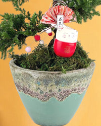 Abundance Juniper Bonsai Tree - jade sea cone planter - Gifting plant - Tumbleweed Plants - Online Plant Delivery Singapore