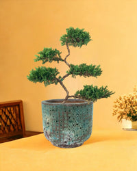 Abundance Juniper Bonsai Tree - xi'an planter - Gifting plant - Tumbleweed Plants - Online Plant Delivery Singapore