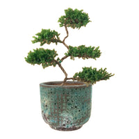 Abundance Juniper Bonsai Tree (5-tier)