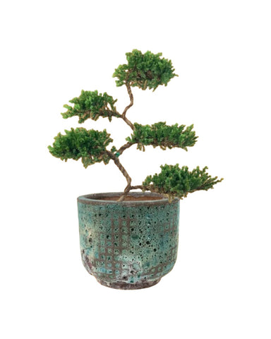 Abundance Juniper Bonsai Tree (5-tier)