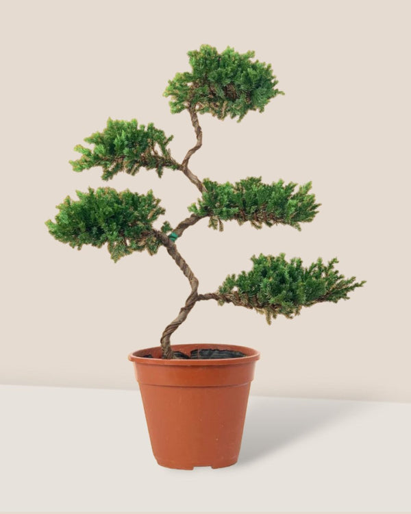 Abundance Juniper Bonsai Tree - xi'an planter - Potted plant - Tumbleweed Plants - Online Plant Delivery Singapore