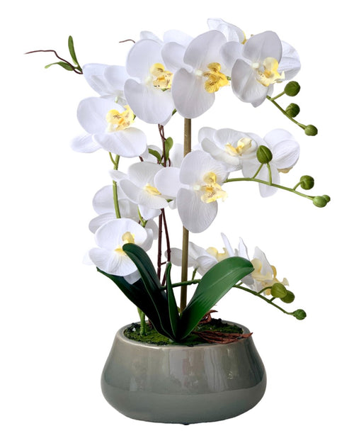 Abundance Royal Phalaenopsis - White - Gifting plant - Tumbleweed Plants - Online Plant Delivery Singapore