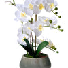 Abundance Royal Phalaenopsis - Faux