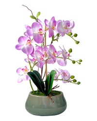 Abundance Royal Phalaenopsis - White - Gifting plant - Tumbleweed Plants - Online Plant Delivery Singapore