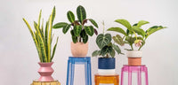Add A Plant: Styled by Tumbleweed - mini - Add Ons - Tumbleweed Plants - Online Plant Delivery Singapore