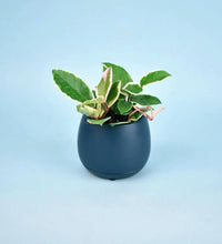 Addie Planter - large - Tumbleweed Plants - Online Plant Delivery Singapore