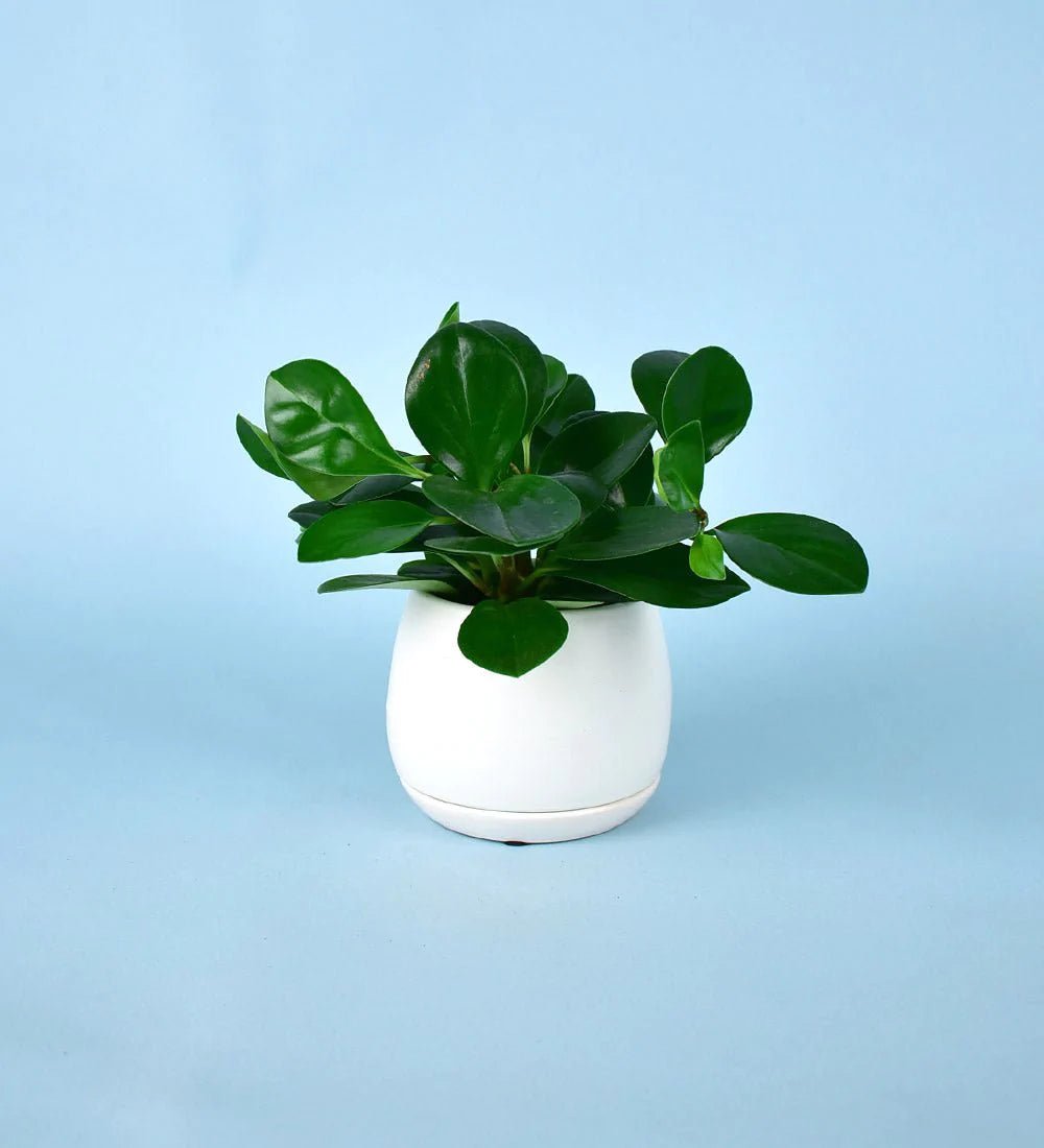 Addie Planter - large - Tumbleweed Plants - Online Plant Delivery Singapore